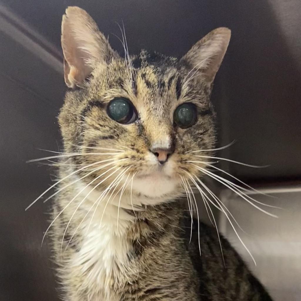 Sylvie, an adoptable Domestic Short Hair in Salt Lake City, UT, 84106 | Photo Image 1