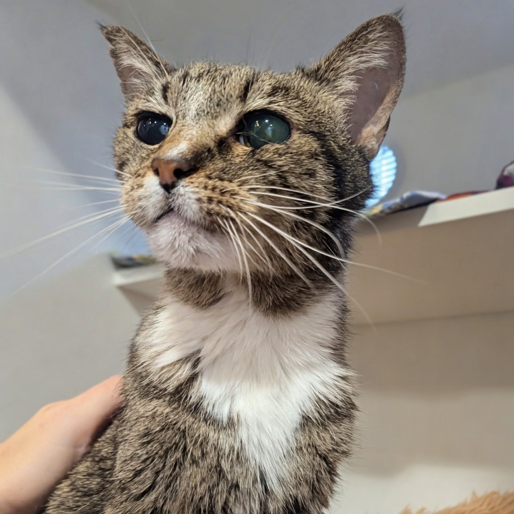 Sylvie, an adoptable Domestic Short Hair in Salt Lake City, UT, 84106 | Photo Image 2