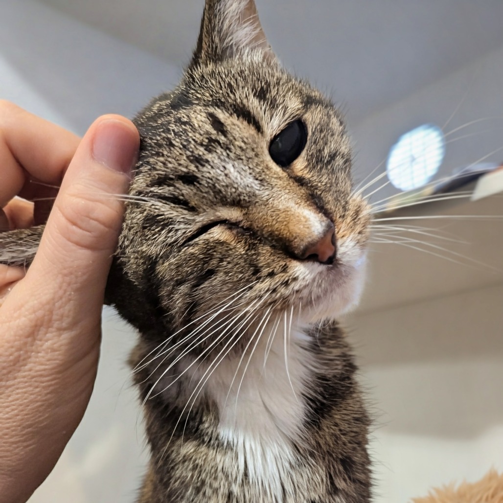 Sylvie, an adoptable Domestic Short Hair in Salt Lake City, UT, 84106 | Photo Image 3