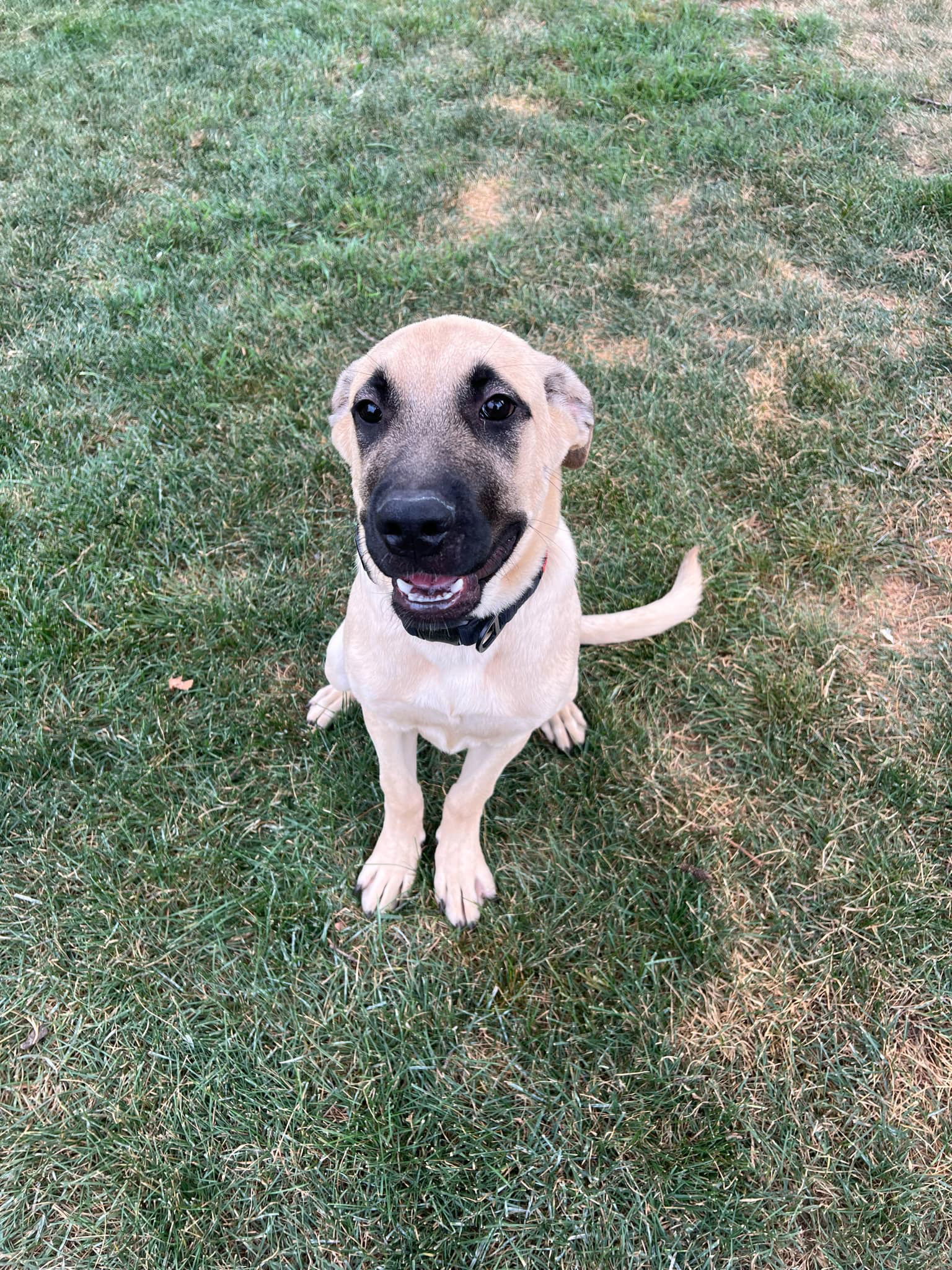 Atlas, an adoptable Mastiff in Duluth, MN, 55807 | Photo Image 2