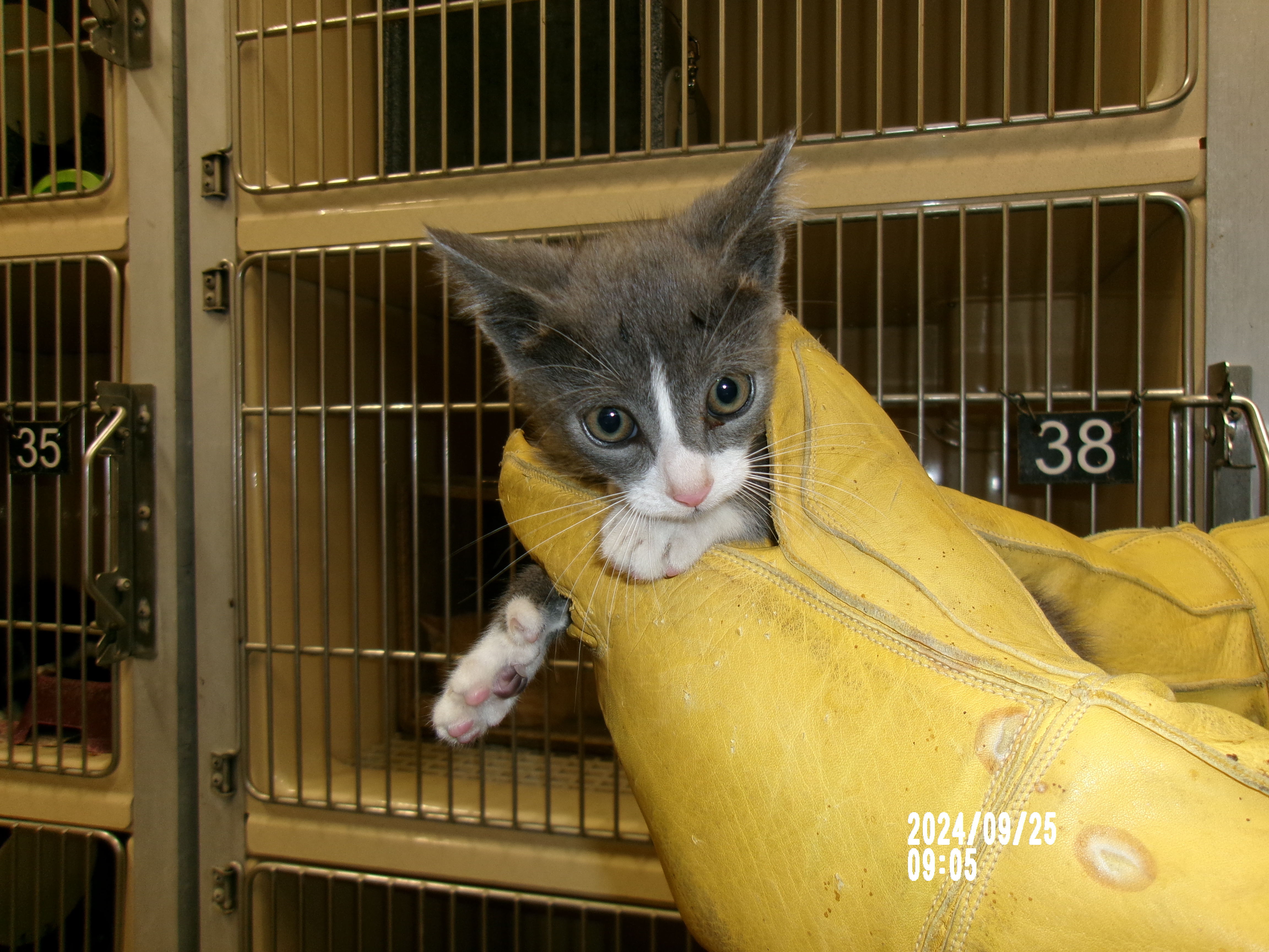 Ghost, an adoptable Domestic Medium Hair in Clovis, NM, 88101 | Photo Image 1