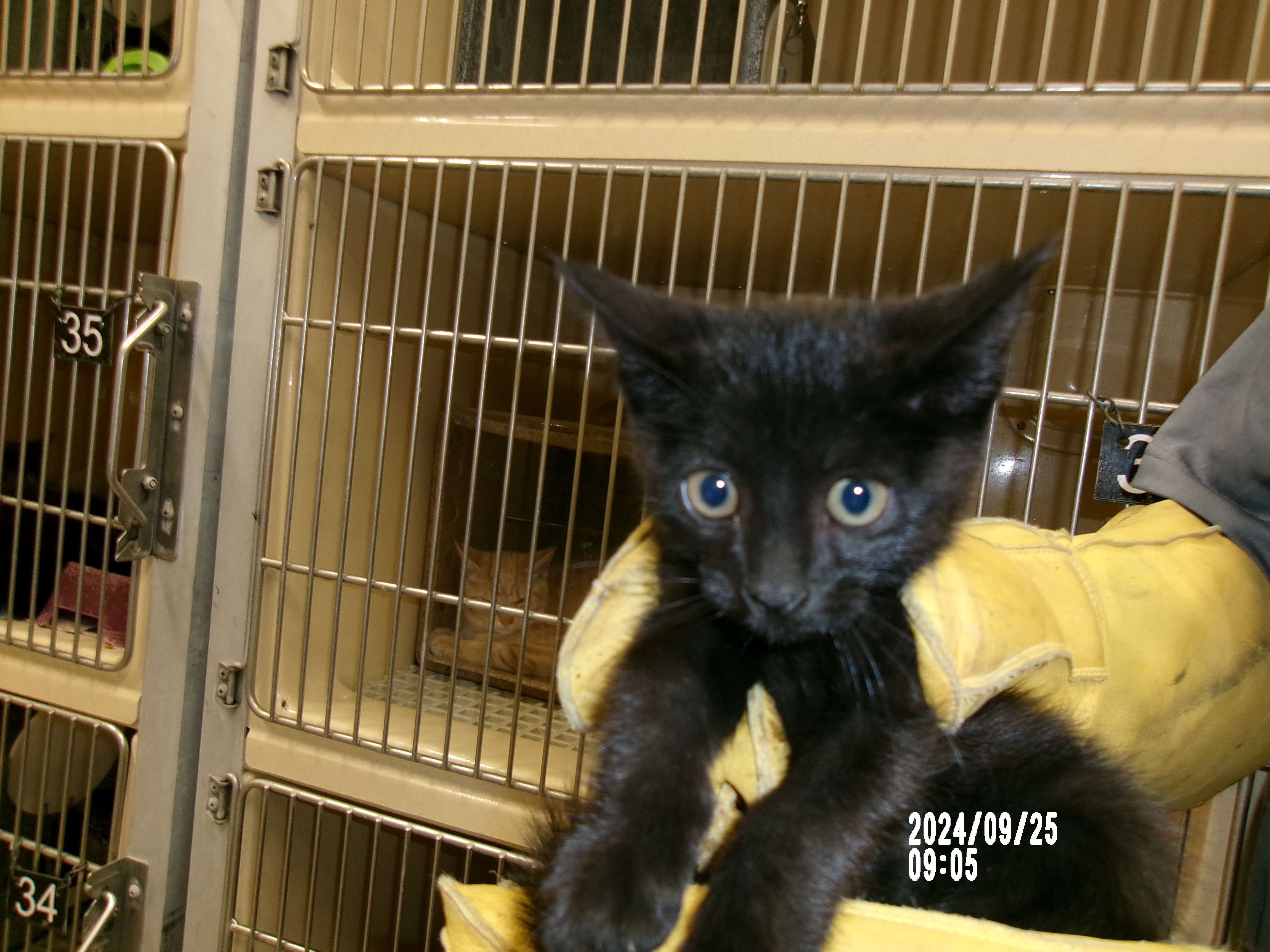 Spirit, an adoptable Domestic Medium Hair in Clovis, NM, 88101 | Photo Image 1