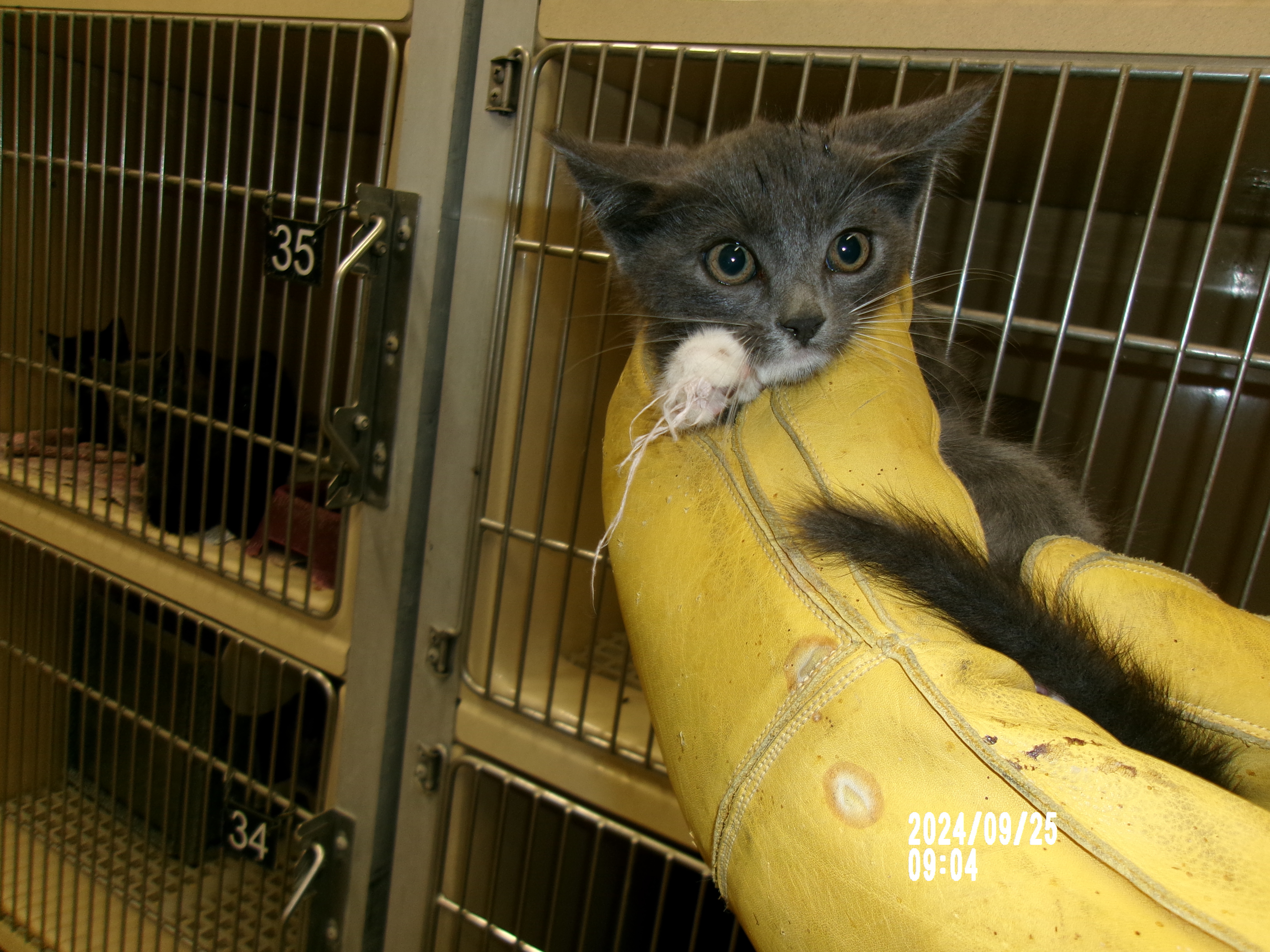 Goblin, an adoptable Domestic Medium Hair in Clovis, NM, 88101 | Photo Image 1