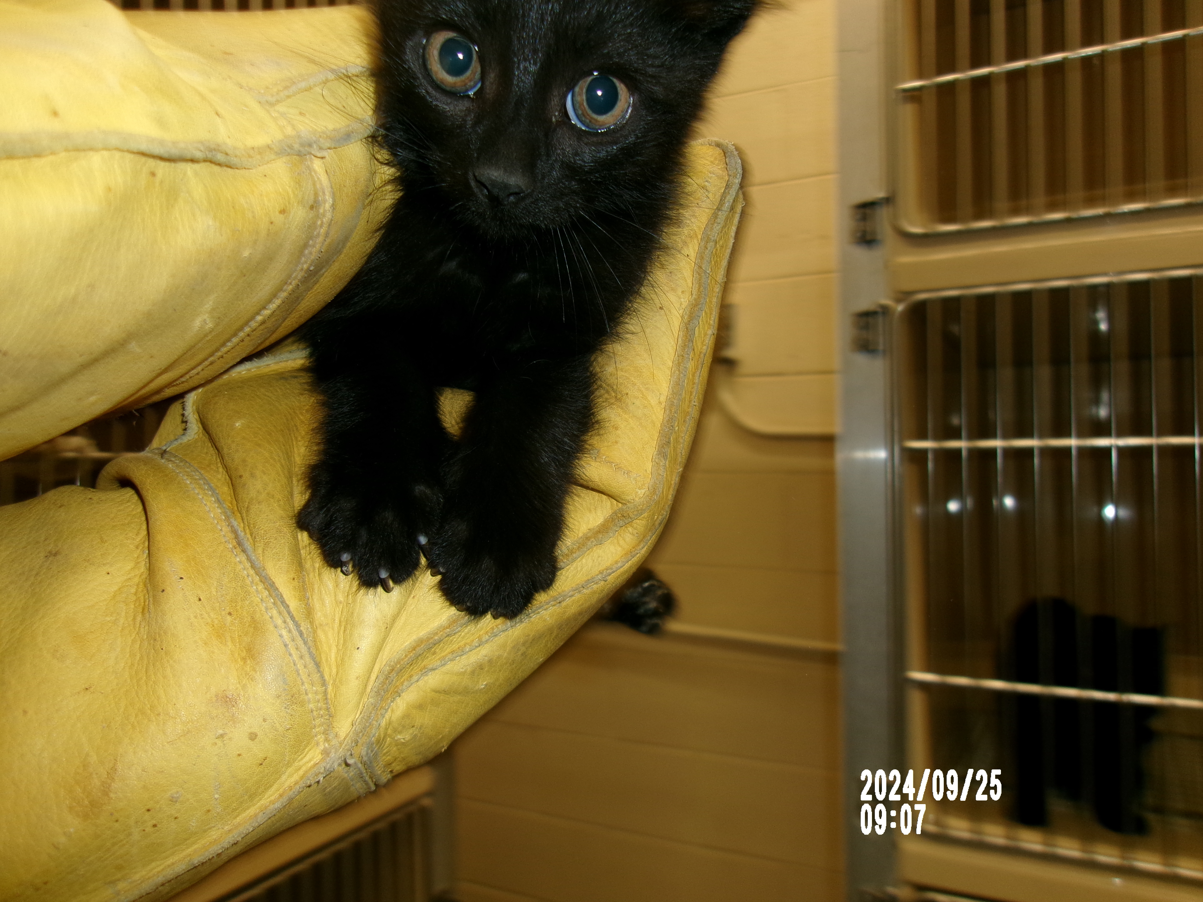 Grimlin, an adoptable Domestic Medium Hair in Clovis, NM, 88101 | Photo Image 1