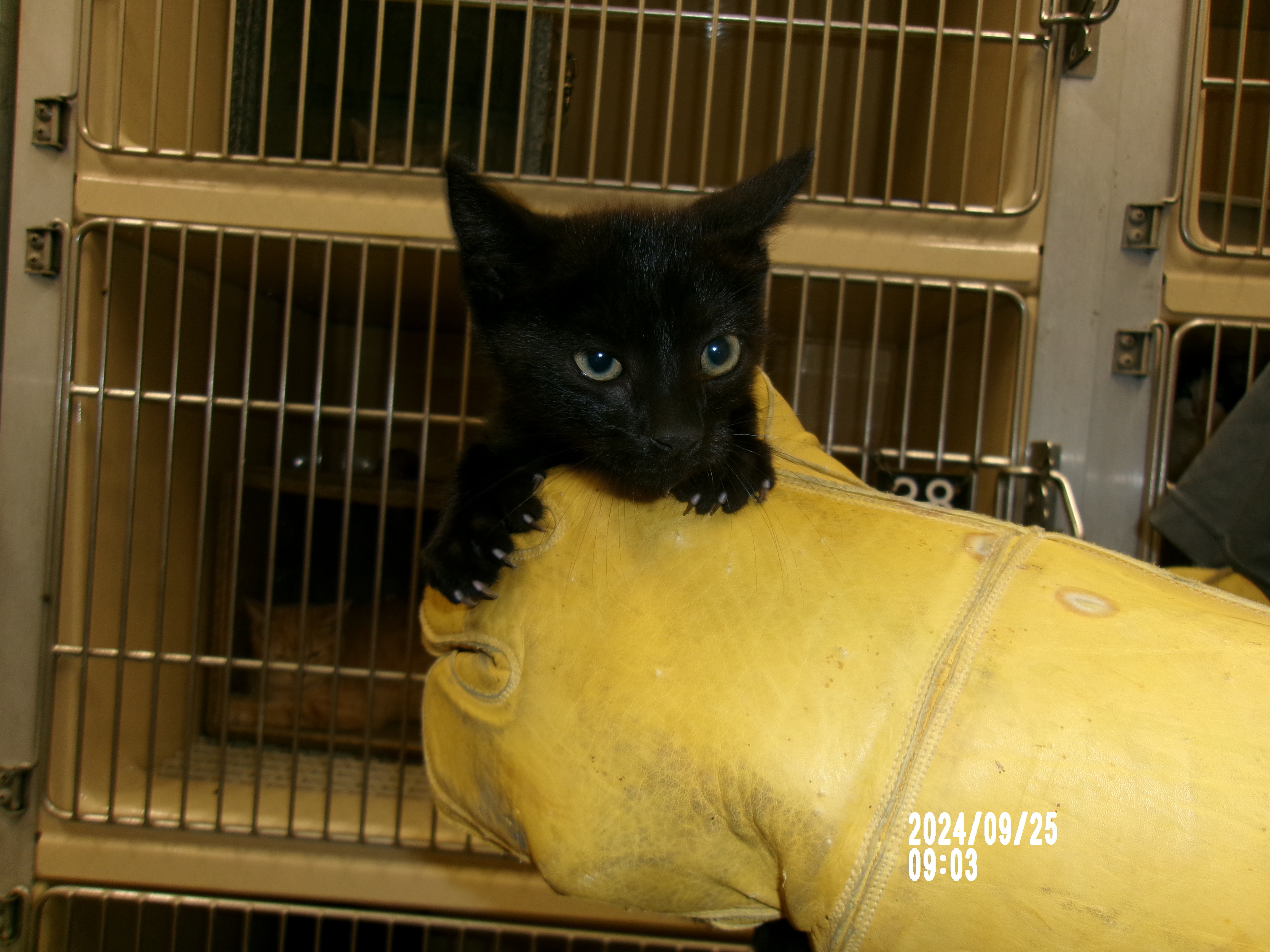 Spooky, an adoptable Domestic Medium Hair in Clovis, NM, 88101 | Photo Image 1