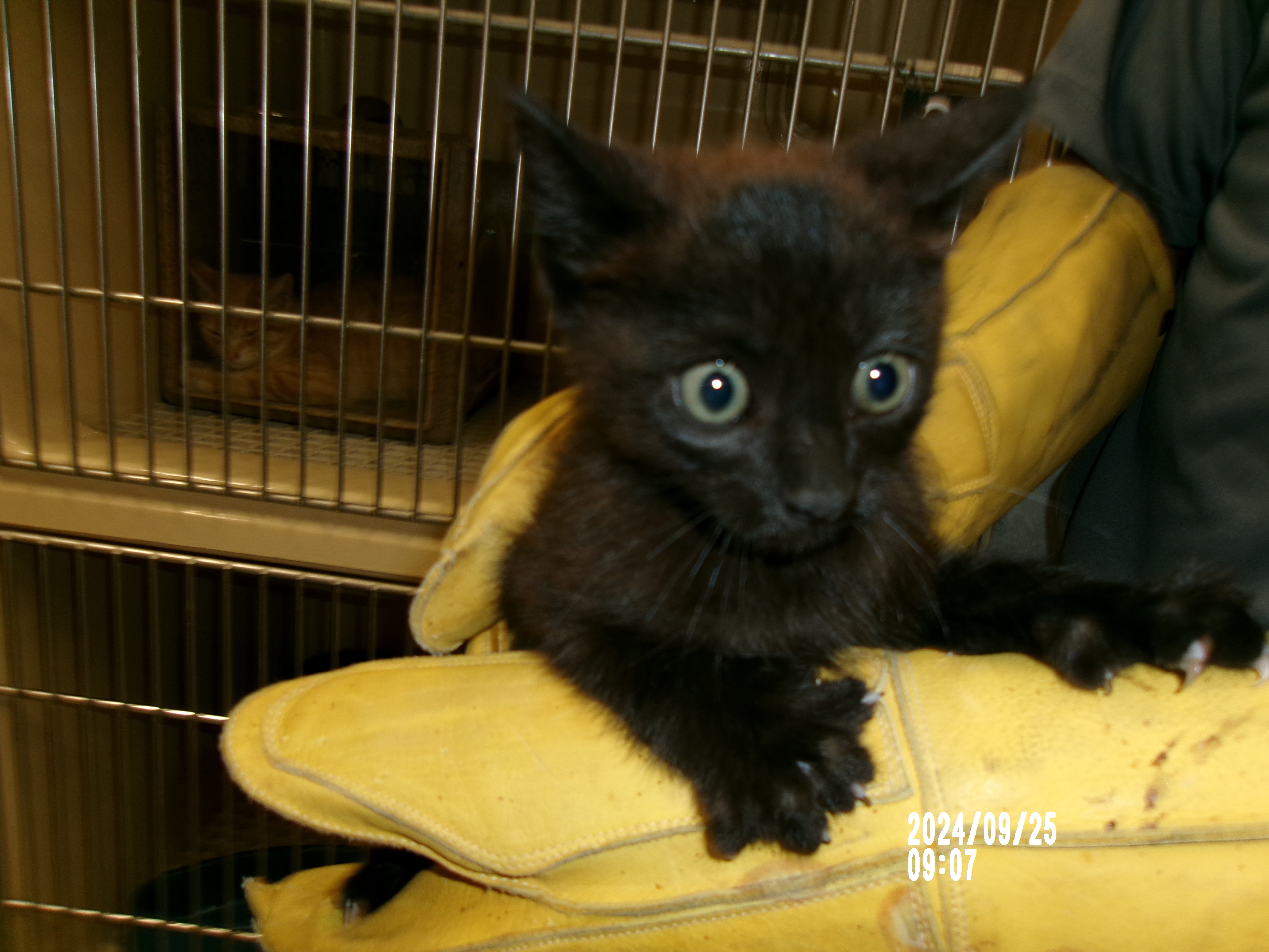 Ghoul, an adoptable Domestic Medium Hair in Clovis, NM, 88101 | Photo Image 1