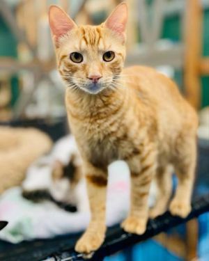 Once upon a time in the great outdoors a tiny orange tabby kitten was found croaking-yes croaking