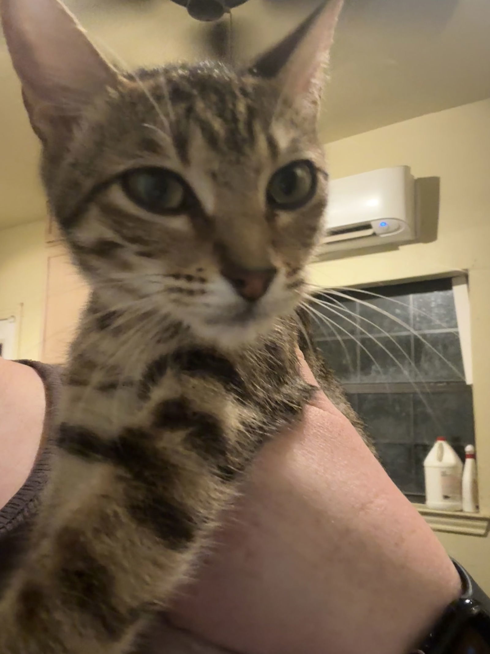 Tilly