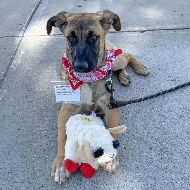 Capitola (Coastal Pup) - Adopted! 3