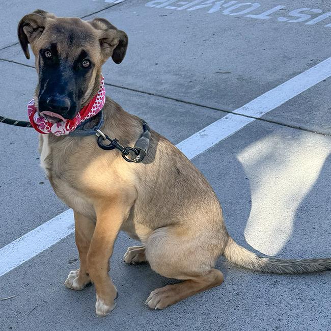 Capitola (Coastal Pup) - Adopted! 5