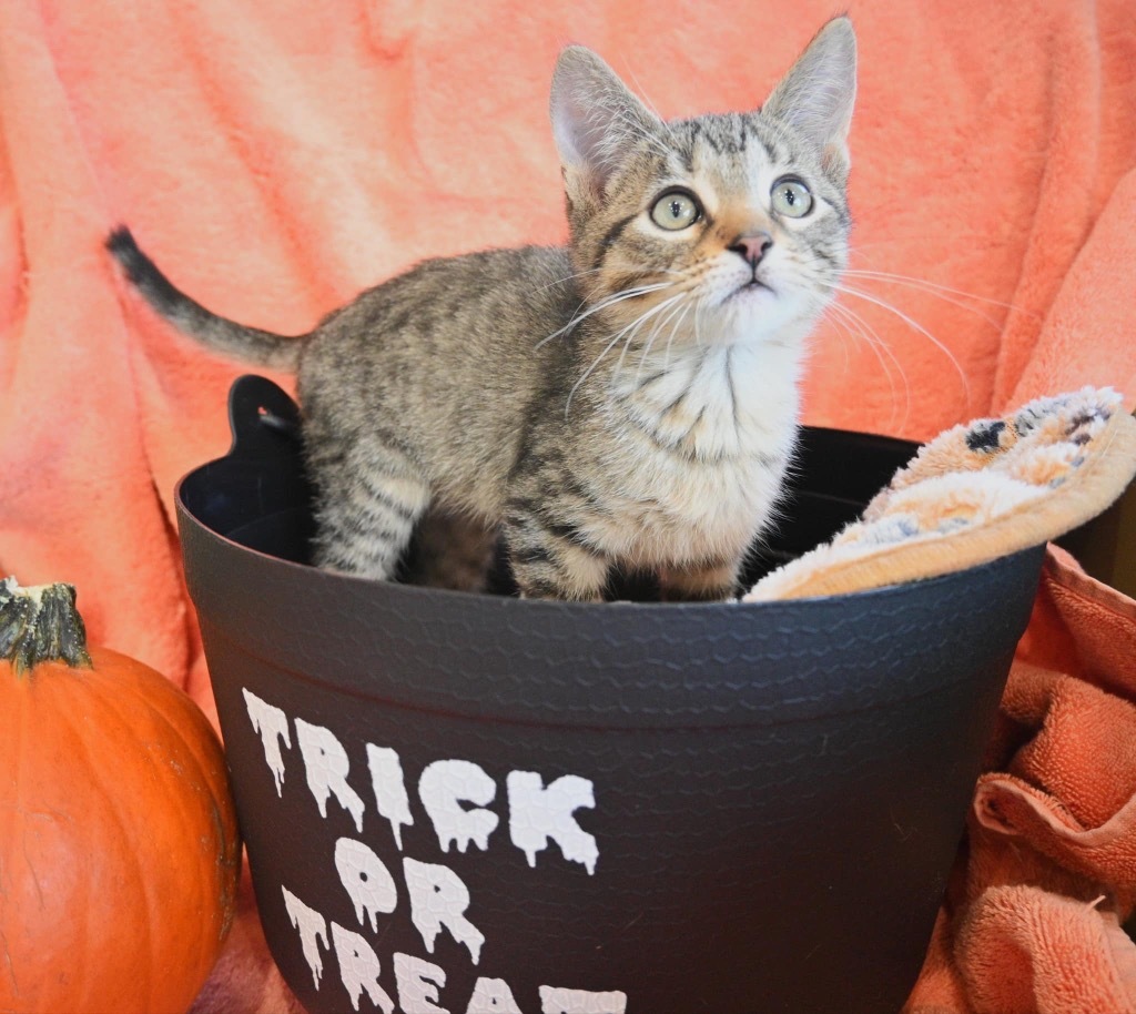 K1 Rutherford, an adoptable Domestic Short Hair in Ashland, WI, 54806 | Photo Image 1