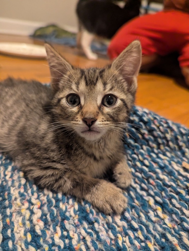 K1 Rutherford, an adoptable Domestic Short Hair in Ashland, WI, 54806 | Photo Image 2