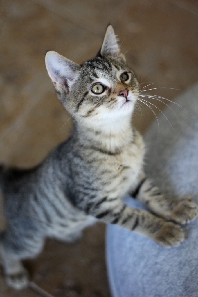 K4 Rupert, an adoptable Domestic Short Hair in Ashland, WI, 54806 | Photo Image 1