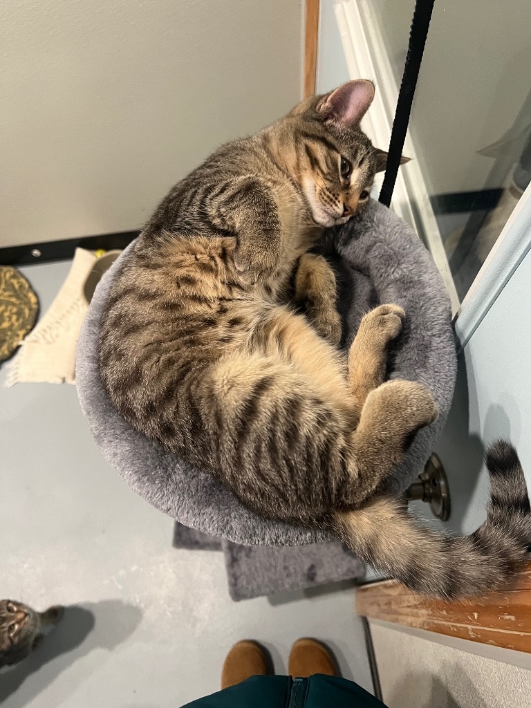 K4 Rupert, an adoptable Domestic Short Hair in Ashland, WI, 54806 | Photo Image 1