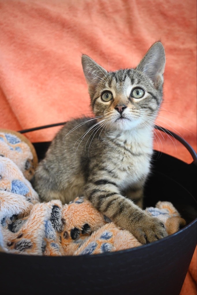 K4 Rupert, an adoptable Domestic Short Hair in Ashland, WI, 54806 | Photo Image 3