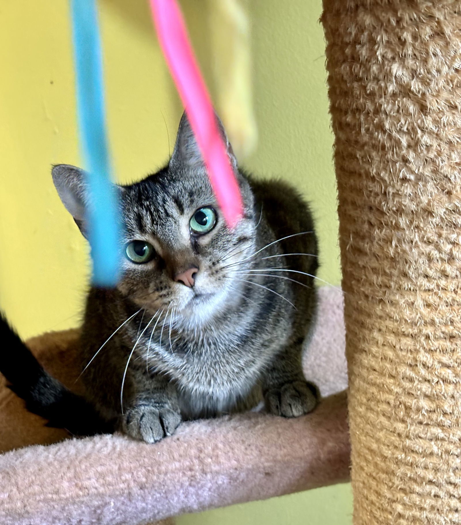 Polly, an adoptable Domestic Short Hair, Tabby in Liverpool, NY, 13088 | Photo Image 1