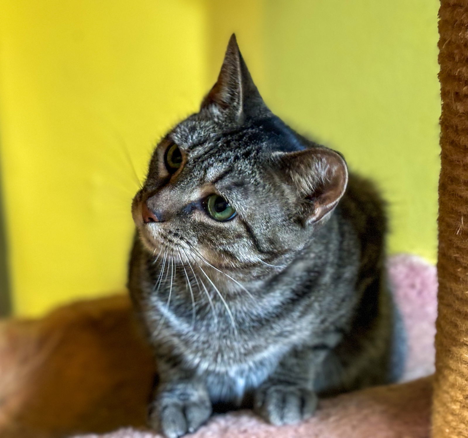 Polly, an adoptable Domestic Short Hair, Tabby in Liverpool, NY, 13088 | Photo Image 2