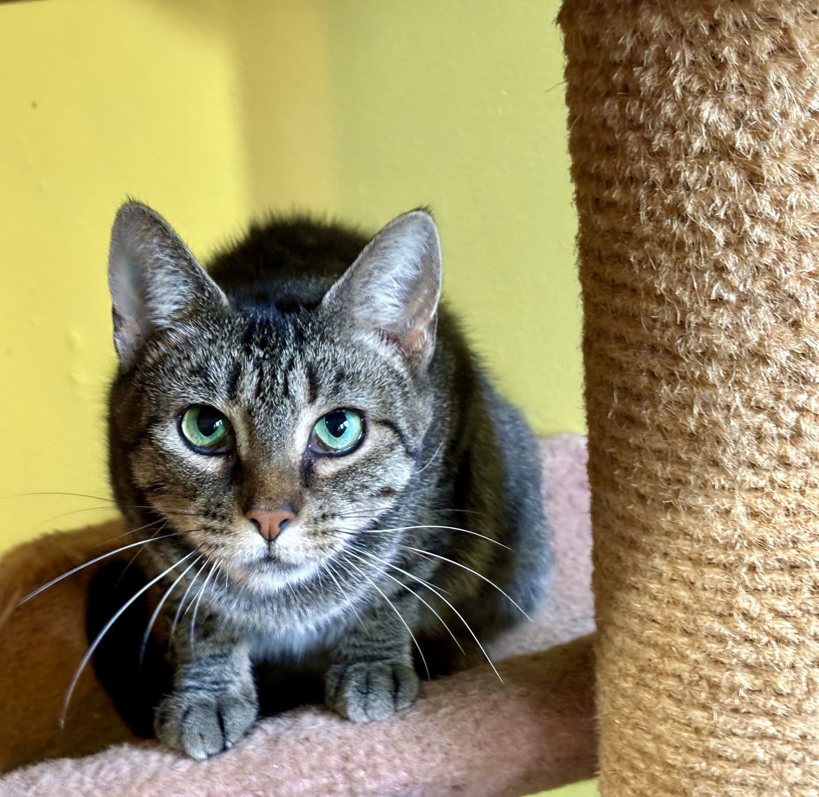 Polly, an adoptable Domestic Short Hair, Tabby in Liverpool, NY, 13088 | Photo Image 3