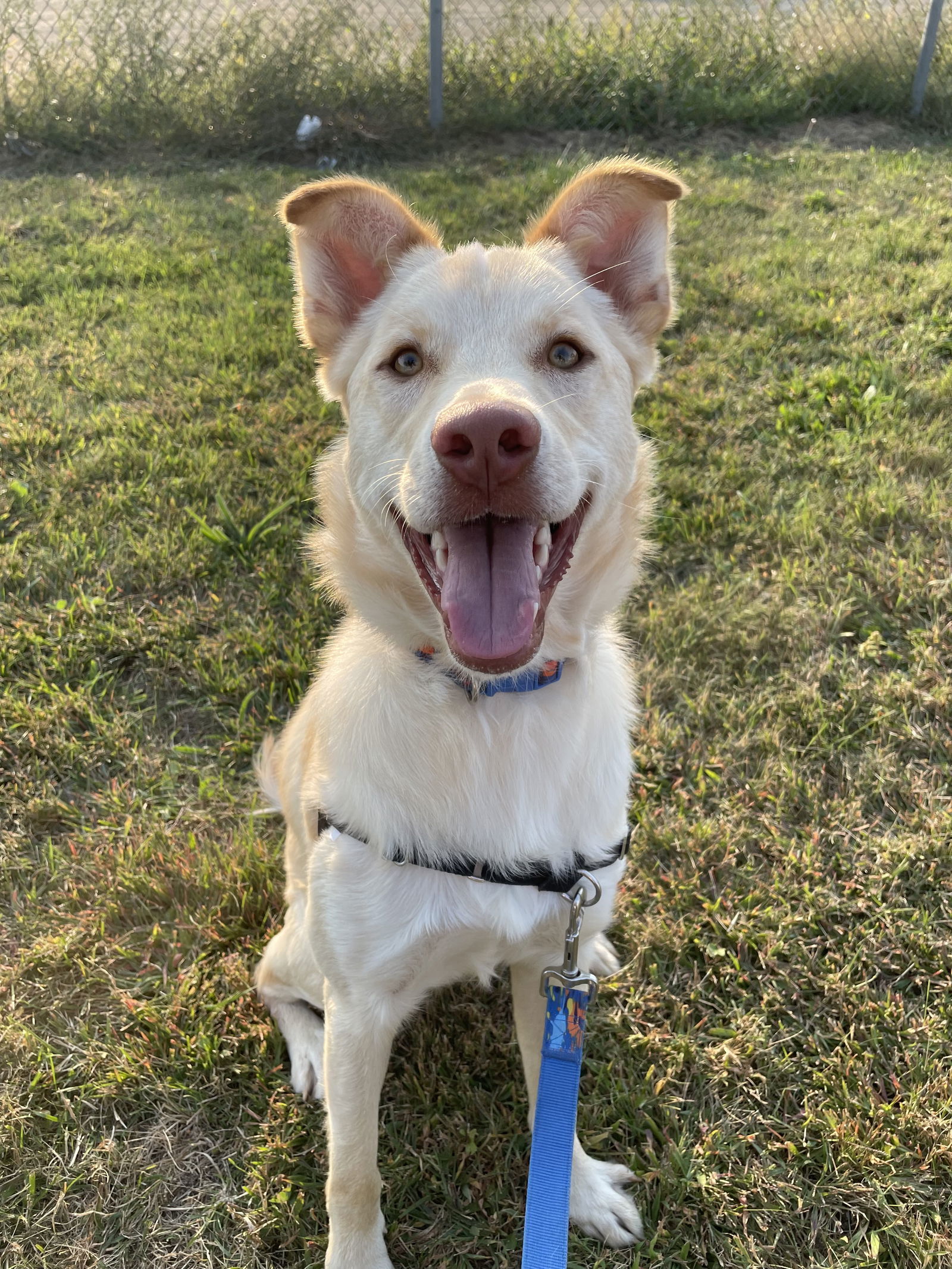 Desi, an adoptable Spaniel in Estherville, IA, 51334 | Photo Image 1