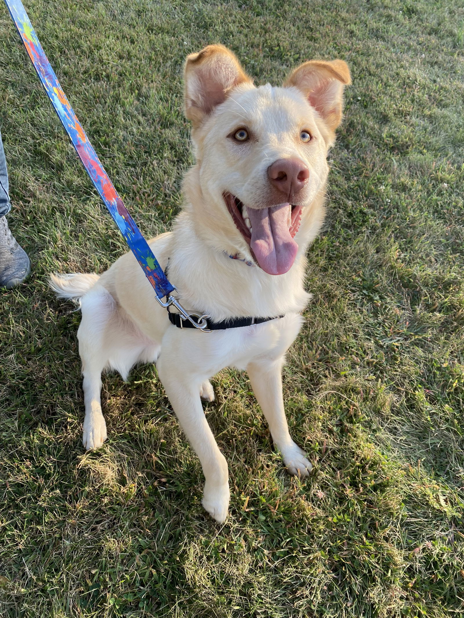 Desi, an adoptable Spaniel in Estherville, IA, 51334 | Photo Image 3