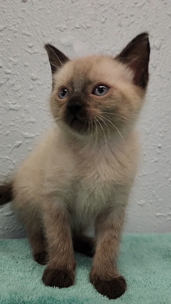 One Kim's Kids, an adoptable Siamese, Ragdoll in Ocala, FL, 34475 | Photo Image 1