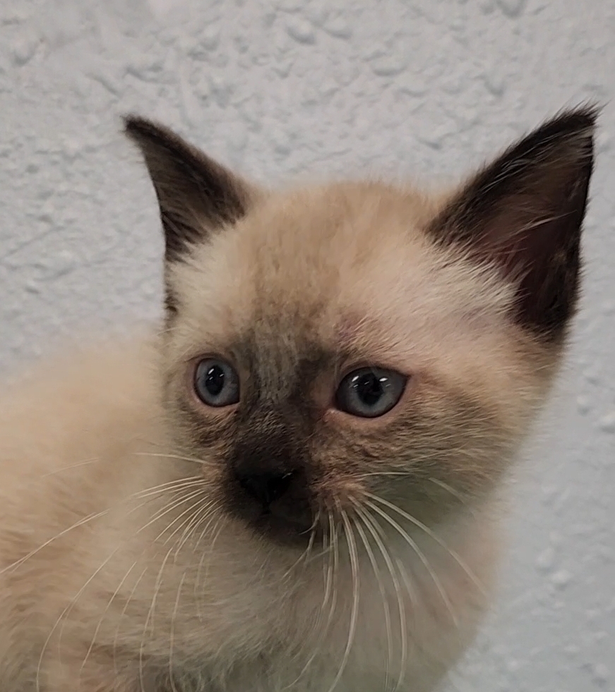 One Kim's Kids, an adoptable Siamese, Ragdoll in Ocala, FL, 34475 | Photo Image 2