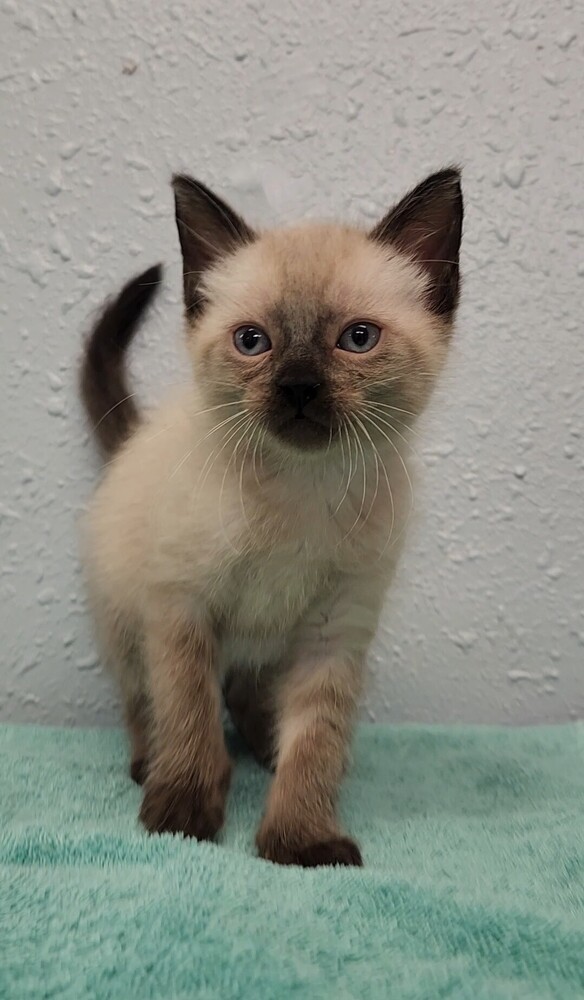 One Kim's Kids, an adoptable Siamese, Ragdoll in Ocala, FL, 34475 | Photo Image 3