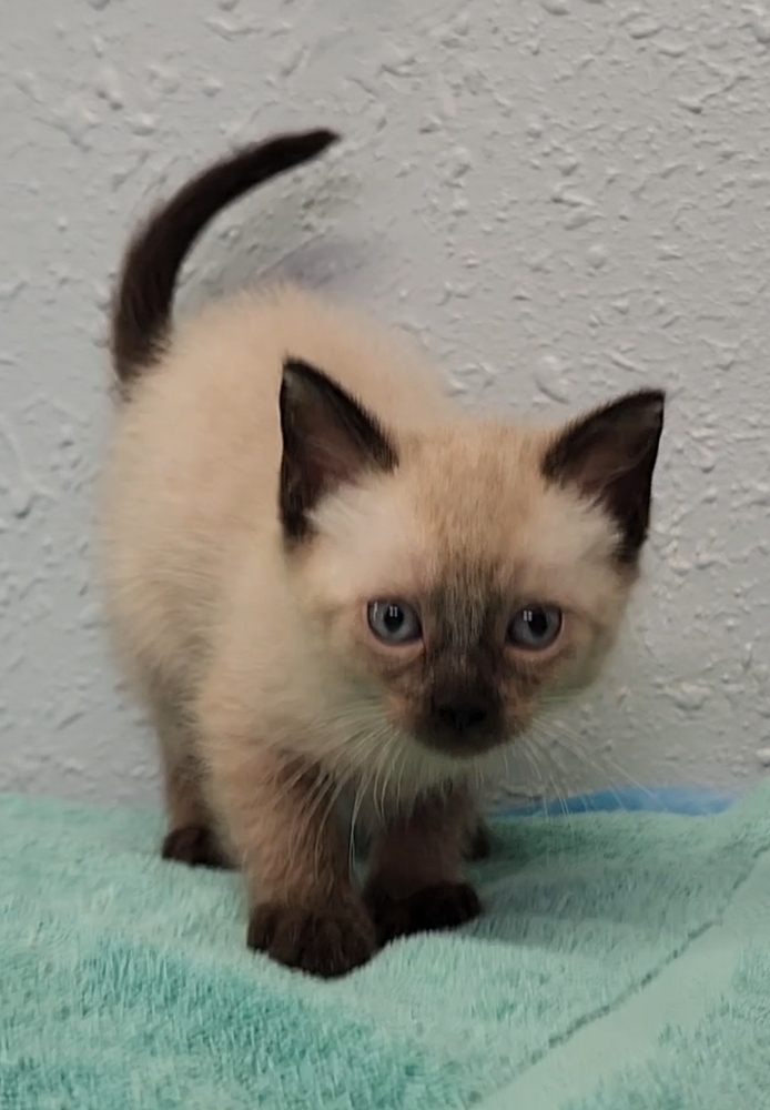 One Kim's Kids, an adoptable Siamese, Ragdoll in Ocala, FL, 34475 | Photo Image 4