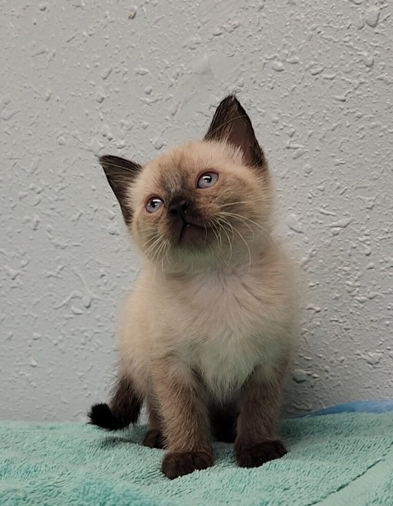 One Kim's Kids, an adoptable Siamese, Ragdoll in Ocala, FL, 34475 | Photo Image 5