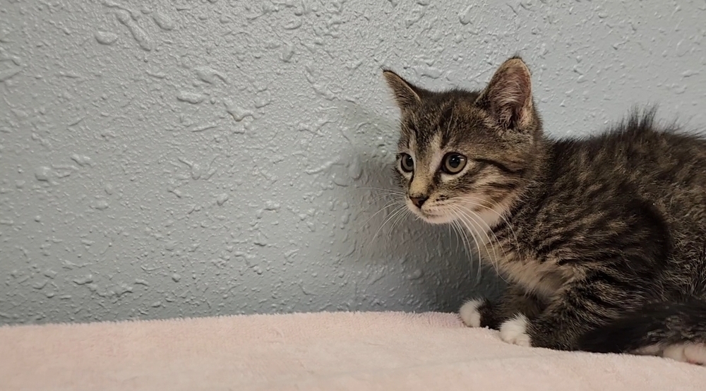 Mittens