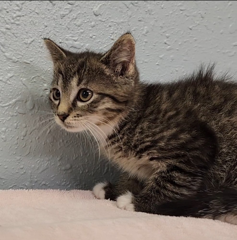 Mittens