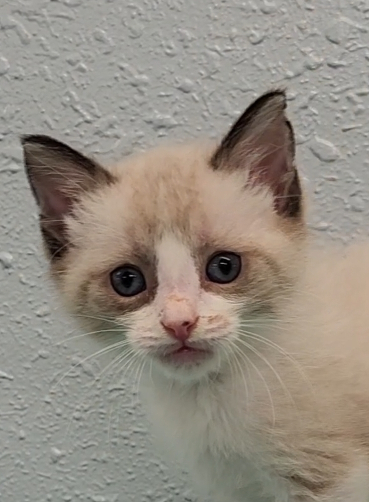 Five Kim's Kids, an adoptable Siamese, Ragdoll in Ocala, FL, 34475 | Photo Image 1