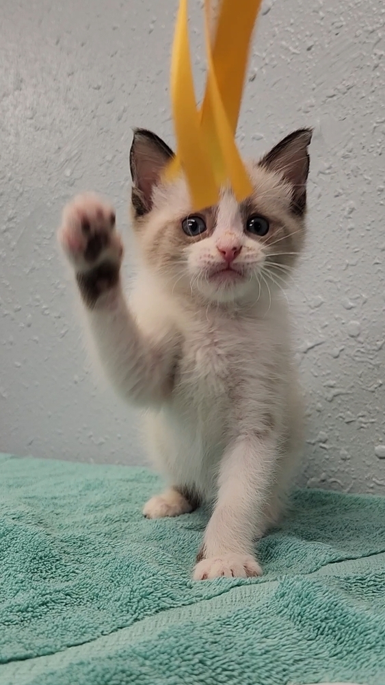 Five Kim's Kids, an adoptable Siamese, Ragdoll in Ocala, FL, 34475 | Photo Image 2