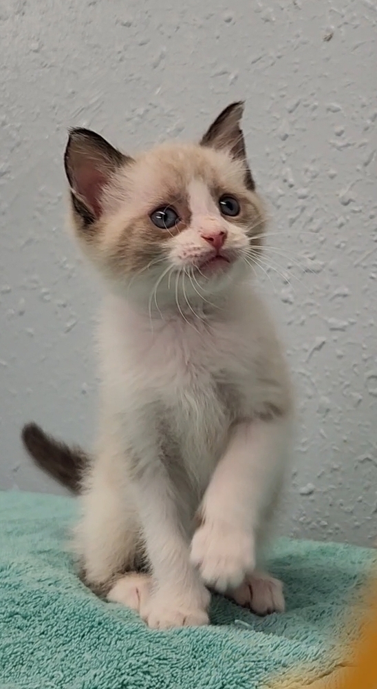 Five Kim's Kids, an adoptable Siamese, Ragdoll in Ocala, FL, 34475 | Photo Image 4