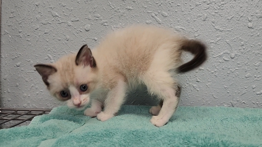 Five Kim's Kids, an adoptable Siamese, Ragdoll in Ocala, FL, 34475 | Photo Image 5