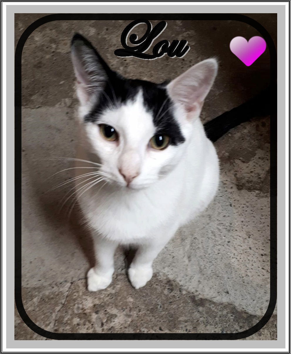 LOU