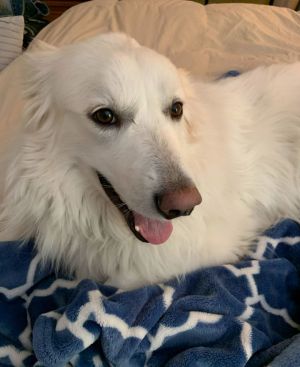 Sadie in NH, Adult Female unknown