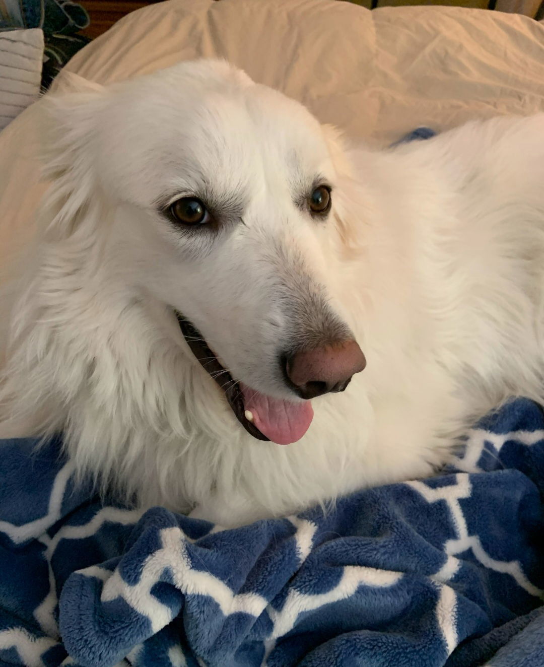 Sadie in NH, an adoptable Great Pyrenees in Croydon, NH, 03773 | Photo Image 1