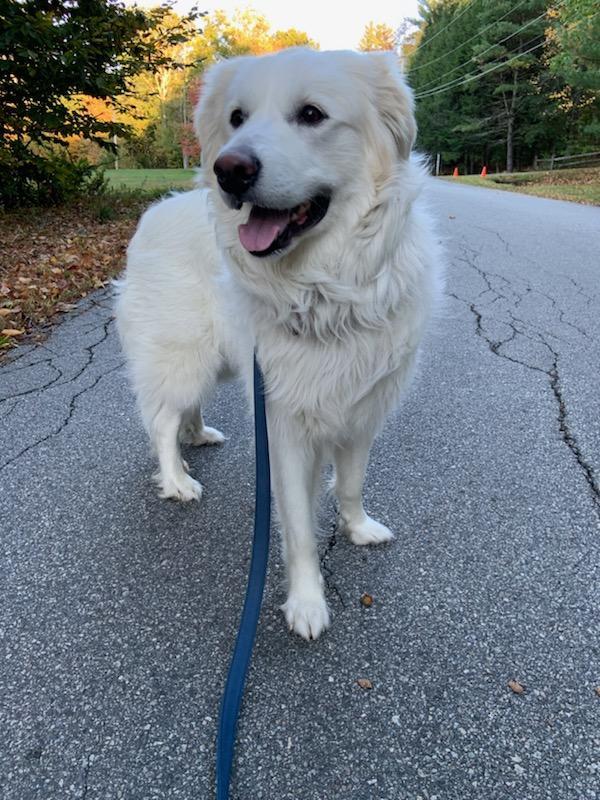 Sadie in NH(sponsored!), an adoptable Great Pyrenees in Croydon, NH, 03773 | Photo Image 2