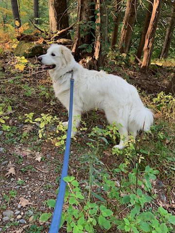 Sadie in NH(sponsored!), an adoptable Great Pyrenees in Croydon, NH, 03773 | Photo Image 3