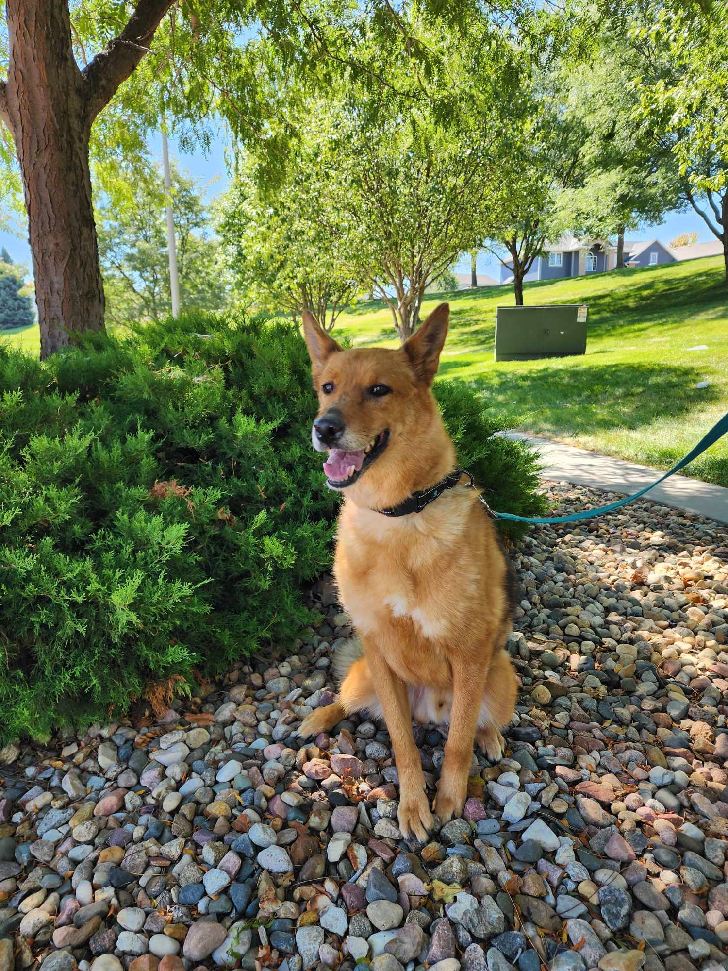Ronin, an adoptable German Shepherd Dog in Gretna, NE, 68028 | Photo Image 1