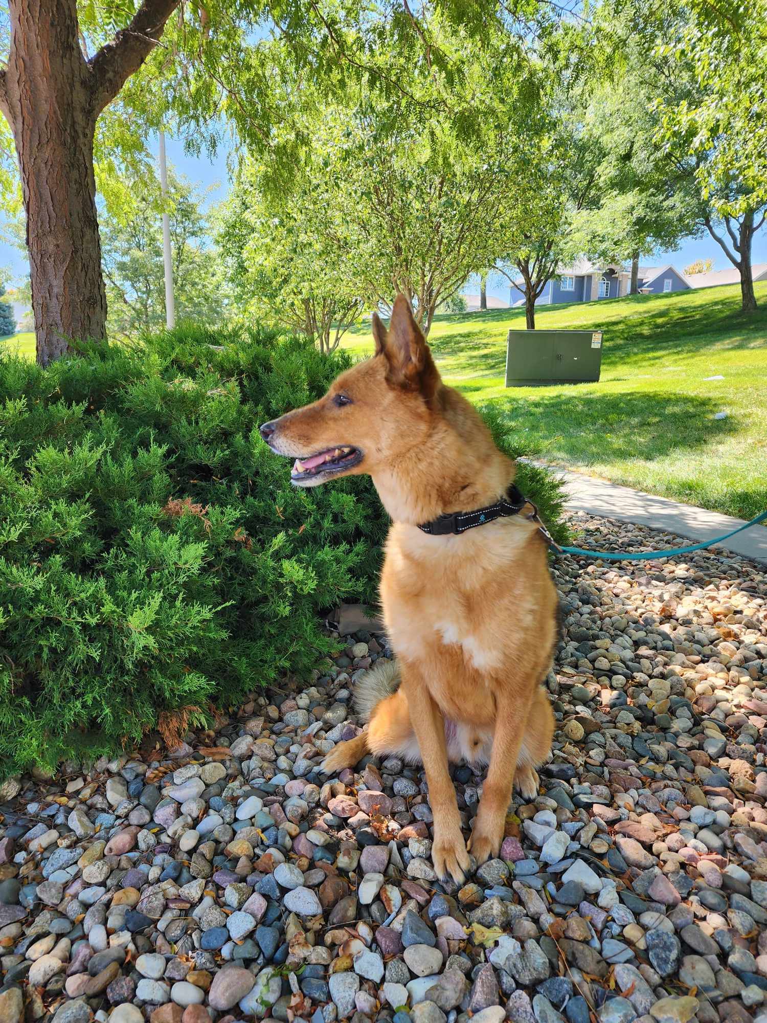 Ronin, an adoptable German Shepherd Dog in Gretna, NE, 68028 | Photo Image 3