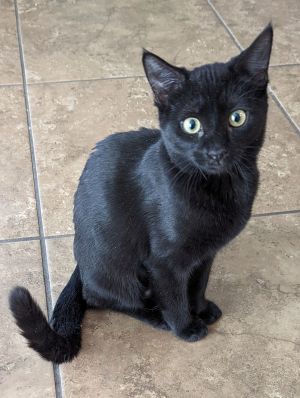 Mercedes, Adult Female Domestic Short Hair