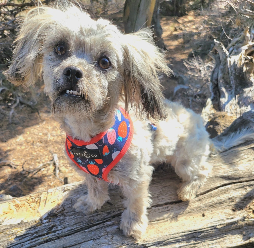 Kira, an adoptable Shih Tzu, Dachshund in Bend, OR, 97701 | Photo Image 1