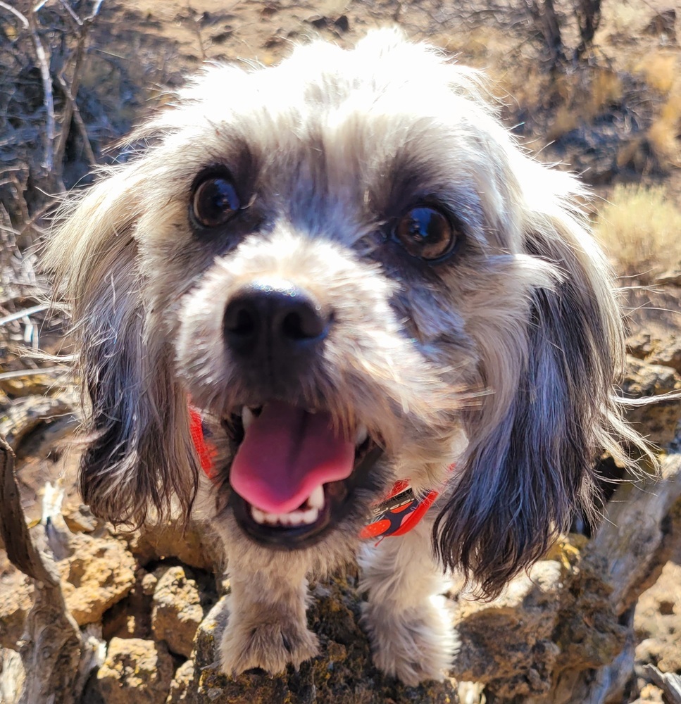 Kira, an adoptable Shih Tzu, Dachshund in Bend, OR, 97701 | Photo Image 3