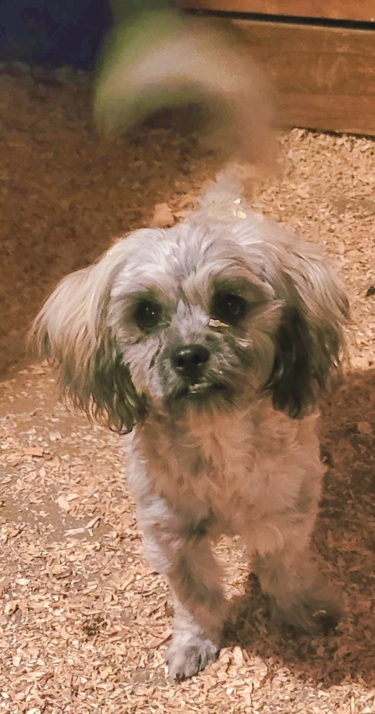 Kira, an adoptable Shih Tzu, Dachshund in Bend, OR, 97701 | Photo Image 5