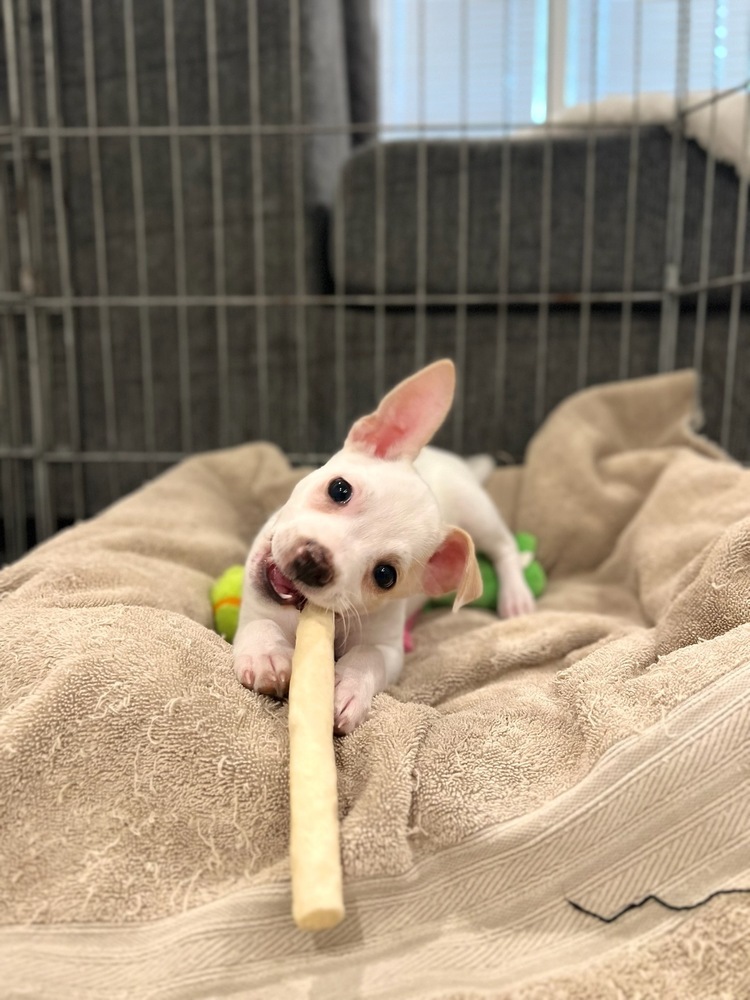 Allen, an adoptable Pomeranian, Chihuahua in Bend, OR, 97701 | Photo Image 1