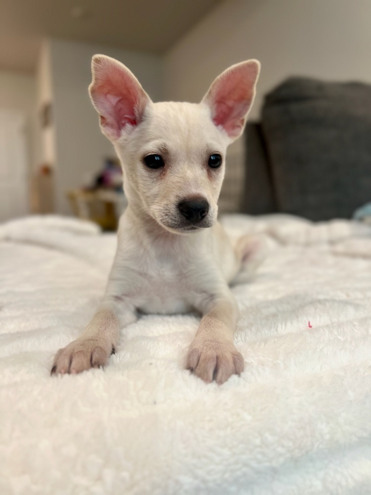 George, an adoptable Pomeranian, Chihuahua in Bend, OR, 97701 | Photo Image 1