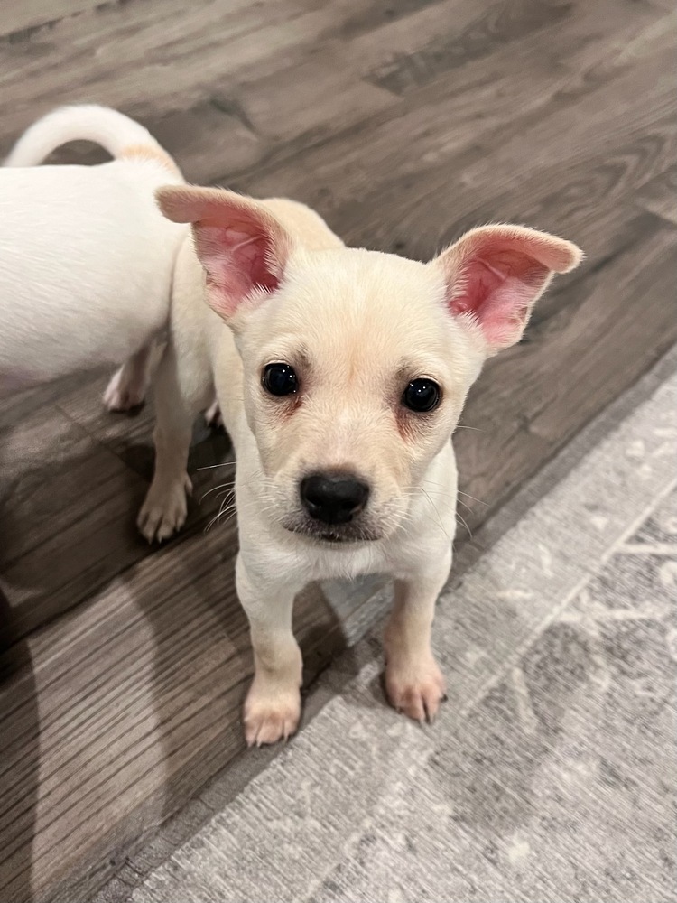 George, an adoptable Pomeranian, Chihuahua in Bend, OR, 97701 | Photo Image 4