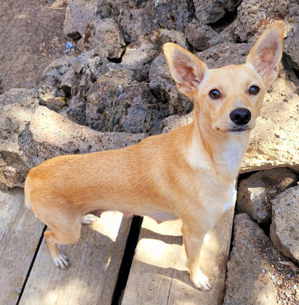 Gracie, an adoptable Portuguese Podengo, Chihuahua in Bend, OR, 97701 | Photo Image 1